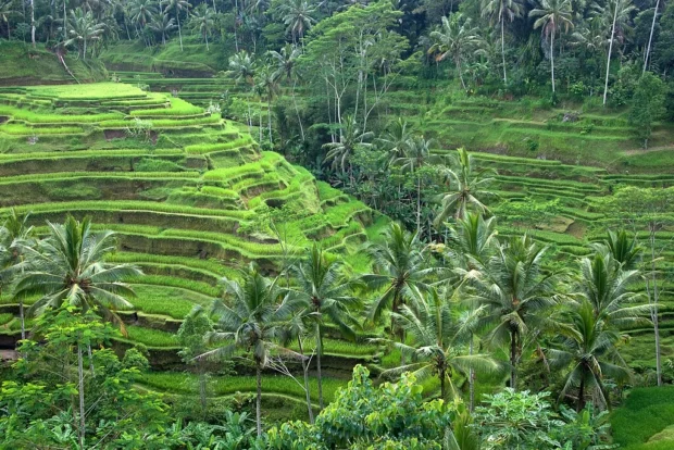 Rice terraces, Ubud, Bali