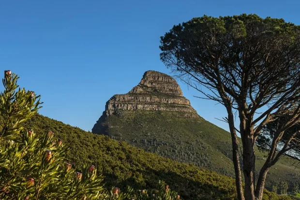 Fynbos, Lion's Head and trees from Table Mountain trail