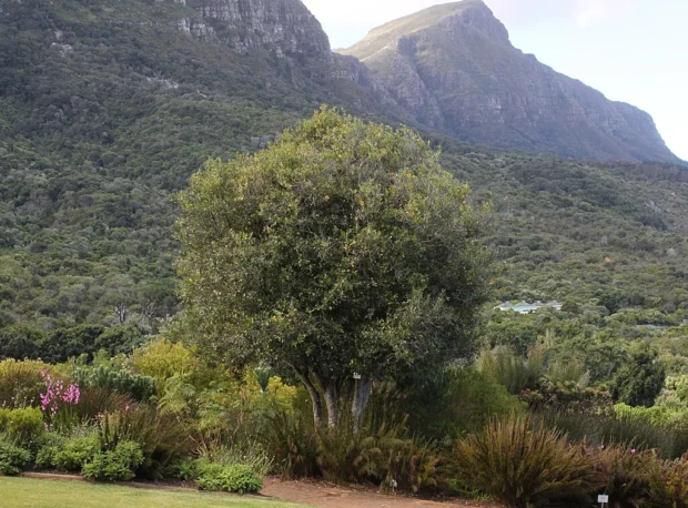 Small Cassine peragua tree Cape Saffron Table Mountain