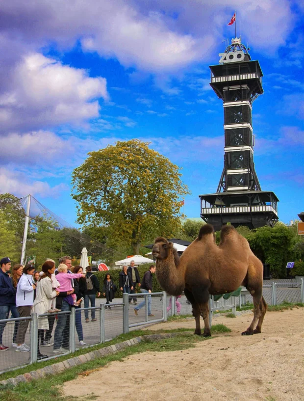 Copenhagen Zoo Tower and camel