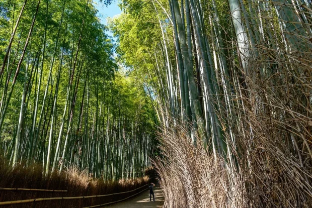 Arashiyama - Bamboo Forest, Kyoto, Japan3