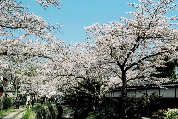 Cherry blossoms at "Tetsugaku no Michi"
