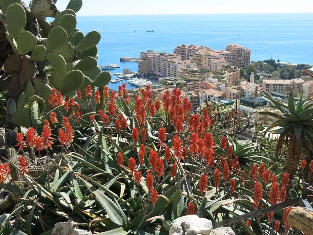 Jardin exotique de Monaco D190408 e