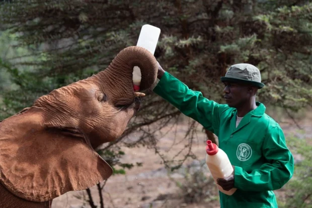 Baby elephant being fed at David Sheldrick Wildlife Trust