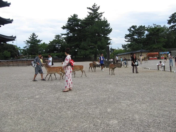 Explore Nara, Japan: Landmarks, Food, and Local Life Insights