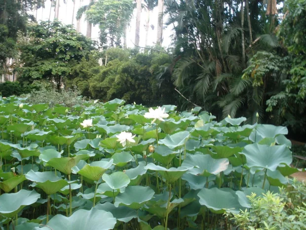 Rio de Janeiro Botanical Garden 10