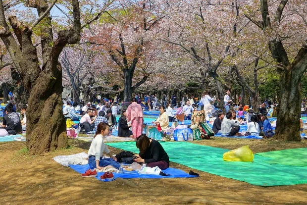 Cherry blossom festival 2018 - Yoyogi Park - Tokyo, Japan - DSC05535